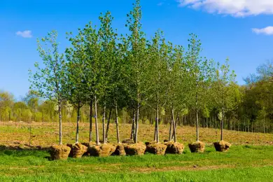 Посадить 2 млрд деревьев, восстановить фауну намерены в Казахстане до 2025 года 