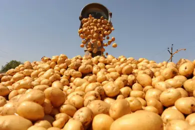 Акмолинская область готовится к поставкам овощей в Нур-Султан по рыночным ценам 
