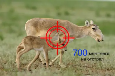 Колоссальная сумма: сколько потратят на отстрел сайгаков в Казахстане 