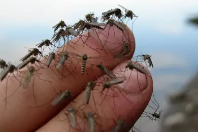 Комары же не вчера прилетели": Токаев критически оценил борьбу с насекомыми в столице 
