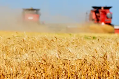 «Далеко вывозиться не будет»: в какие страны Казахстан экспортирует новый урожай зерна 