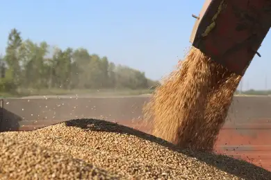 Зерна в РК собрано достаточно для обеспечения хлебом и мукой – министр Сапаров 