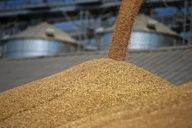 В Казахстане установили квоты на экспорт пшеницы и муки - МСХ 