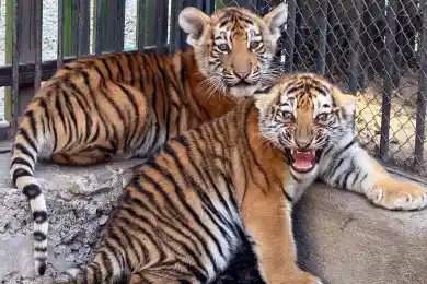 В зоопарке Алматы рассказали о долгожданном событии