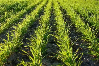 Казахстан увеличит посевы свеклы и риса, и уменьшит площади масличных культур 
