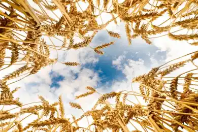 HopefullGrain & Oil Group инвестирует $ 1,5 млрд в проекты Акмолинской области