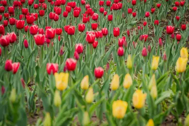 Впервые за 10 лет в Нур-Султане высадили тюльпаны 