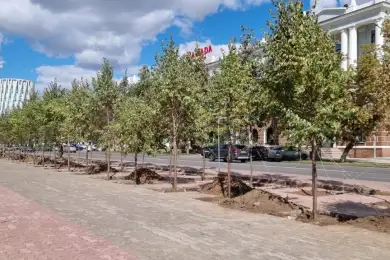 Липа акимата: На центральной площади в Нур-Султане высаживают деревья – фото 