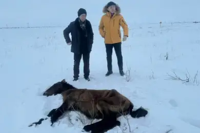 В Улытауской области пало 360 лошадей - глава МСХ Сапаров 