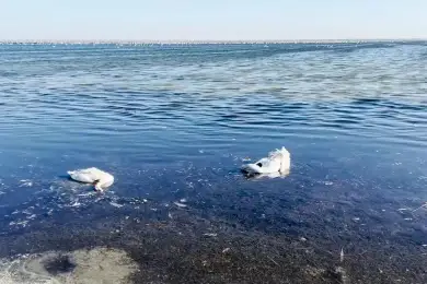 Гибель лебедей в Актау: в пробах воды превышены нормы загрязняющих веществ 