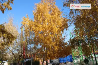 "Золото" Астаны радует горожан 