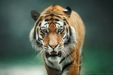 Казахстан начнет возвращать тигров 