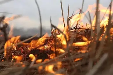 Сразу три очага пожара обнаружены в Наурзумском заповеднике Костанайской области 