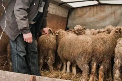 Житель Шымкента воровал овец и тратил деньги на азартные игры 