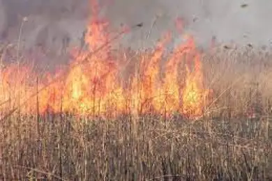 Спасатели ответили, угрожает ли горящий камыш домам на левобережье Нур-Султана 