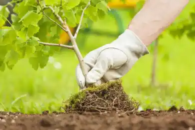 Приживутся ли посаженные деревья – запрос депутатов «Народной Партии Казахстана»