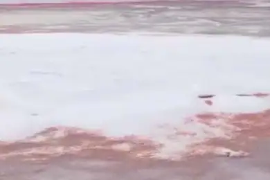 Побережье Каспия стало кровавым: ученые нашли отгадку