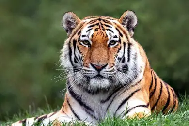Сколько Казахстан заплатит за амурских тигров из России 