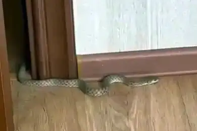 В Астане в одну из квартир заползла змея 