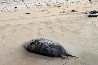 Полиция и экологи выясняют причину гибели тюленей на берегу Каспия - фото 