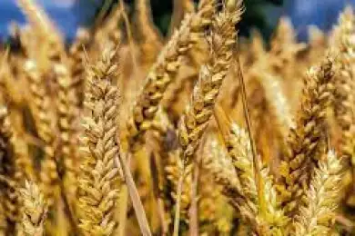 В Казахстане снизят посевы пшеницы в 2022 году 