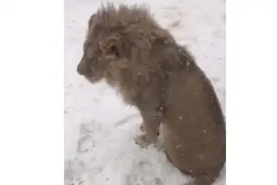 Под Алматы нашли бродячего льва – видео 