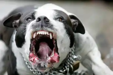 В Нью-Йорке питбуль жестоко искусал ребенка казахстанского дипломата