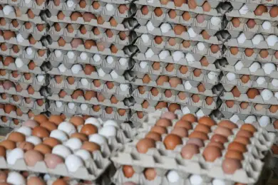 - По яйцу наблюдается волатильность – вице-премьер Жумангарин о ситуации с ценами в Казахстане 