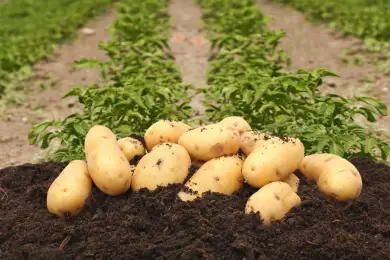 Сколько тонн картофеля получит столица из Павлодарской области 