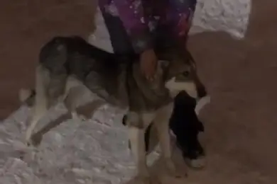 Полиция нашла "волка", напугавшего жителей Нур-Султана 