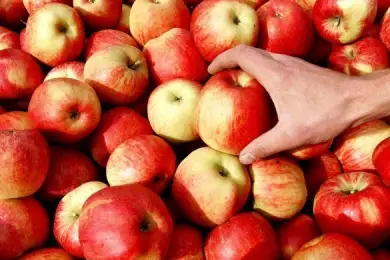 В Туркестанской области полицейские по "горячим следам" задержали похитителя яблок 