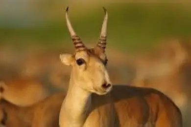 Казахстан возобновит экспорт рогов сайги 