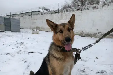 Как уличную собаку взяли на службу в Карагандинской области 