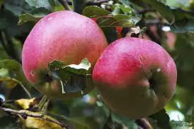  Когда алматинские яблоки станут международным брендом – Минюст РК 