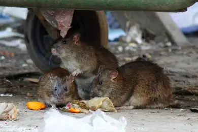 В Шымкенте крысы покусали десятки горожан, дезинфекторы сменят приманку для грызунов 