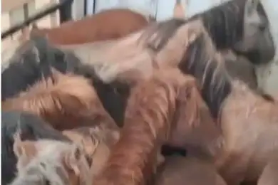 Житель Туркестанской области вёз краденных лошадей 