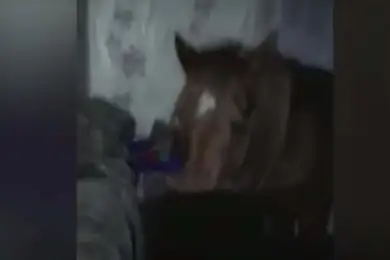Видео: в Акмолинской области скотокрад спрятал лошадь в своем доме 