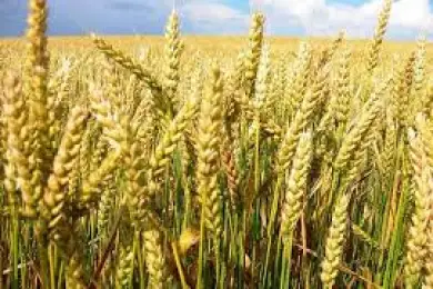 В Казахстане сократили посевы пшеницы и риса 