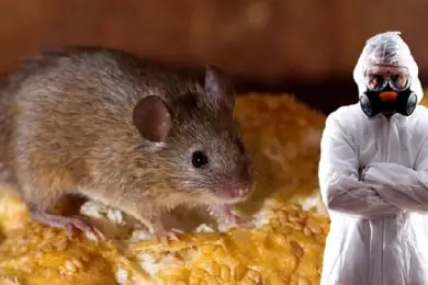 Убойная крысота: в Нур-Султане началась борьба с грызунами 