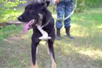 Искать по запаху: полиция Нур-Султана начала использовать новую породу служебных собак 
