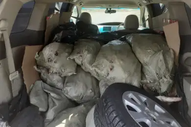 Житель ВКО перевозил незаконно свыше 700 кг судака - фото 
