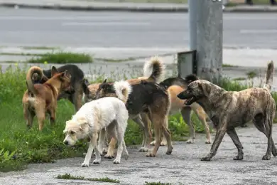 "Принимайте меры" - Токаев рассказал о жалобах на бродячих собак 