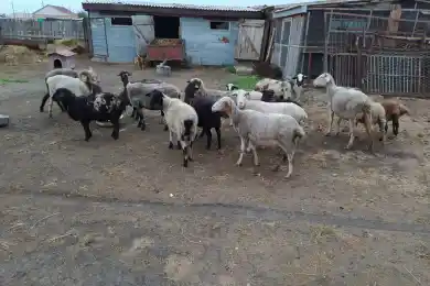 Не перебор? В СКО полиция загнала 3658 голов скота на штрафстоянки