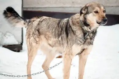 Получившей 28 ножевых ранений от живодеров собаке подарили будку - фото 