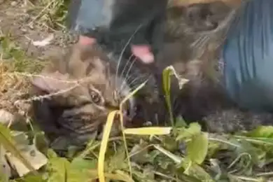 В Кокшетау пожарные спасли бабушку и реанимировали кошку 