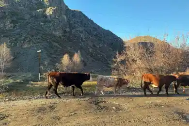 В селе Маралды проверяют причину падежа коров