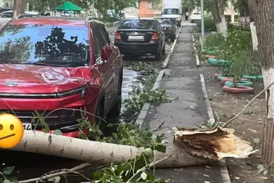 В Аксу дерево проткнуло женщину во время шторма 