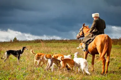«Казахстан станет родиной тазы и тобет» - сенат принял закон о казахских породах собак 