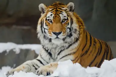 В Казахстан доставят амурских тигров из России 