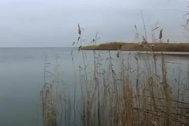 Токаев поддержал экологов и поручил перепроверить ситуацию вокруг озера Былкылдак 